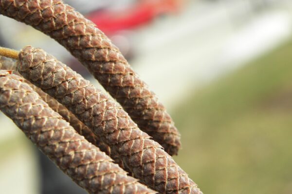 Corylus colurna - Catkins