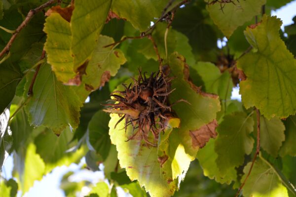 Corylus colurna - Ripe Fruit