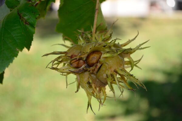 Corylus colurna - Ripe Fruit