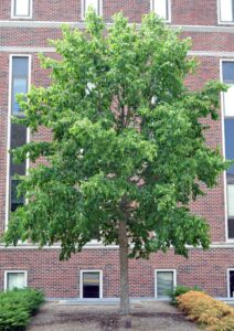 Corylus colurna - Overall Habit