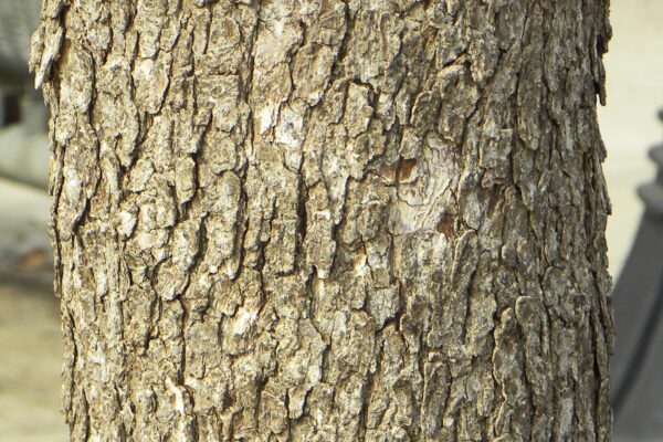 Corylus colurna - Bark