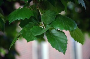 Corylus colurna - Foliage