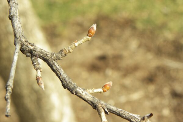 Corylus colurna - Twig & Buds