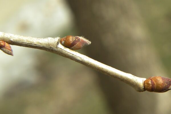 Corylus colurna - Buds