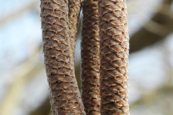 Corylus colurna - Catkins