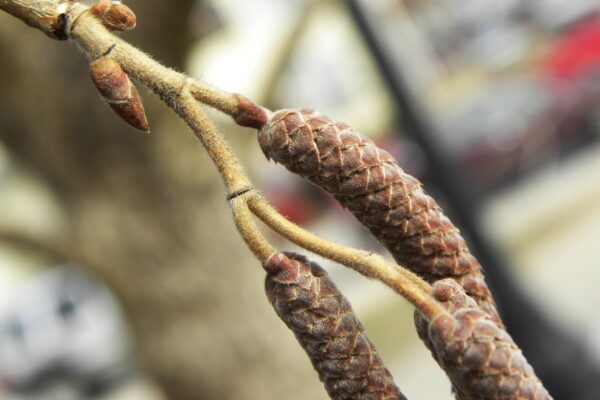 Corylus colurna - Catkins & Bud