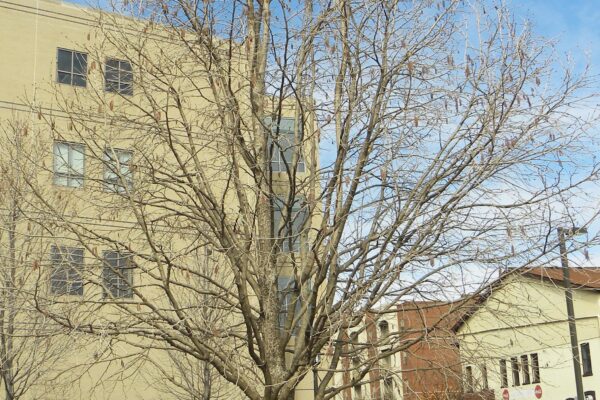 Corylus colurna - Winter Habit