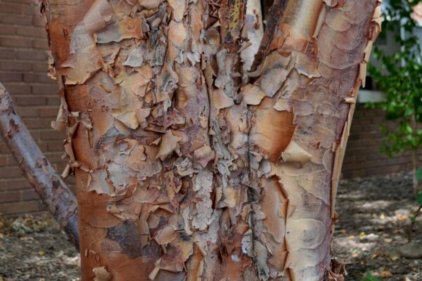 Acer griseum - Bark