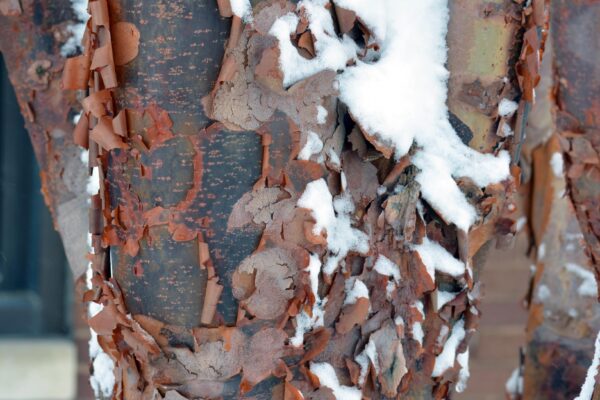 Acer griseum - Winter Interest