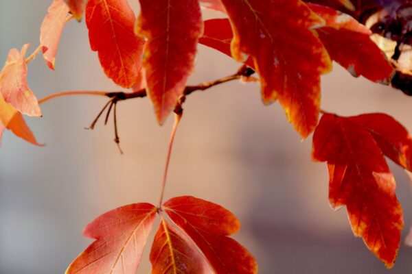 Acer griseum - Fall Foliage