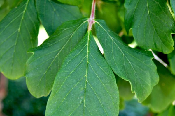 Acer griseum - Leaf