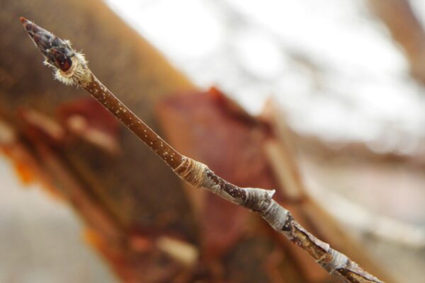 Acer griseum - Bud