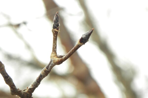 Acer griseum - Twig and Buds