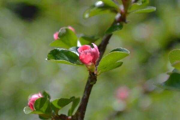 Cotoneaster apiculatus - Flower