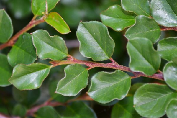 Cotoneaster apiculatus - Leaf