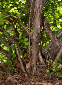 Cotoneaster apiculatus - Bark
