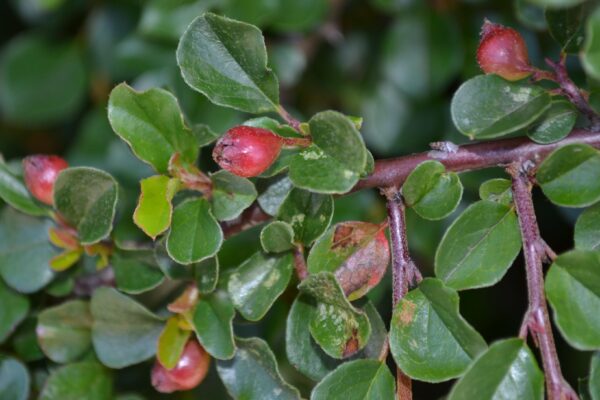 Cotoneaster apiculatus - Fruit