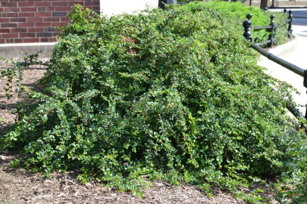 Cotoneaster apiculatus - Shrub Habit