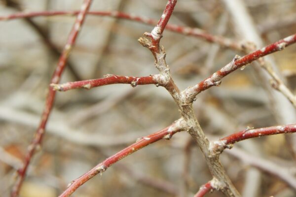 Cotoneaster apiculatus - Buds