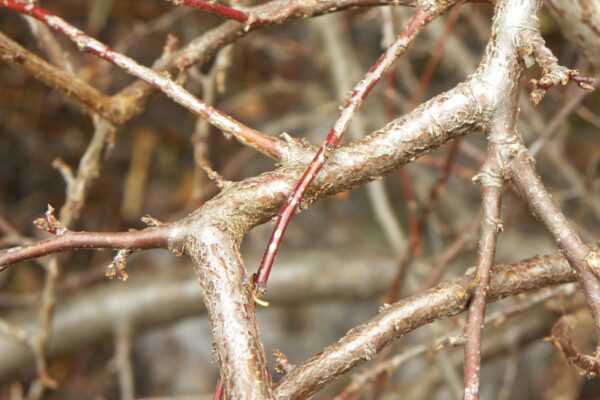 Cotoneaster apiculatus - Buds