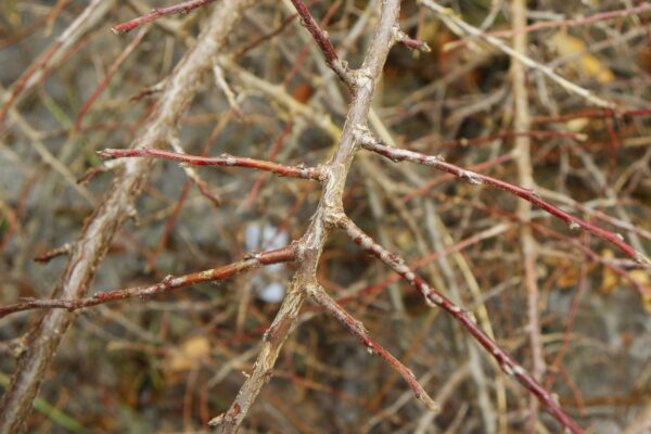 Cotoneaster apiculatus - Twig