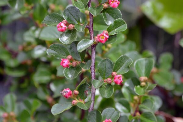 Cotoneaster apiculatus - Flowers and Foliage