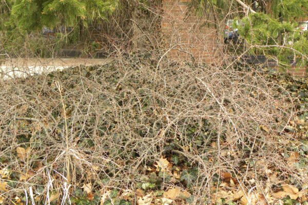 Cotoneaster apiculatus - Winter Habit