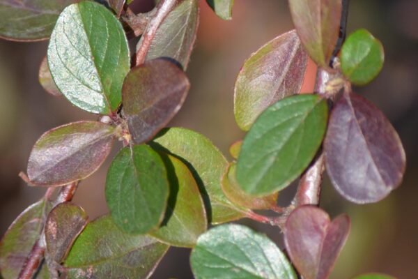 Cotoneaster divaricatus - Foliage
