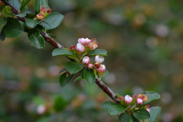 Cotoneaster divaricatus - Flowers