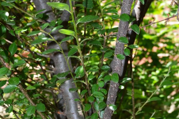 Cotoneaster divaricatus - Bark