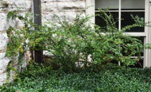 Cotoneaster divaricatus - Shrub Habit