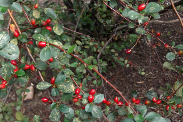 Cotoneaster divaricatus - Mature Fruit