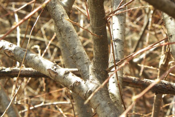 Cotoneaster divaricatus - Winter Habit