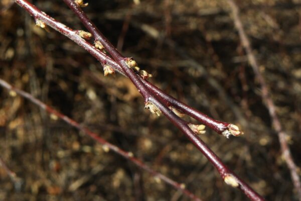 Cotoneaster divaricatus - Buds