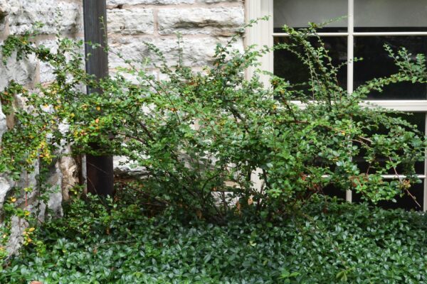 Cotoneaster divaricatus - Shrub Habit