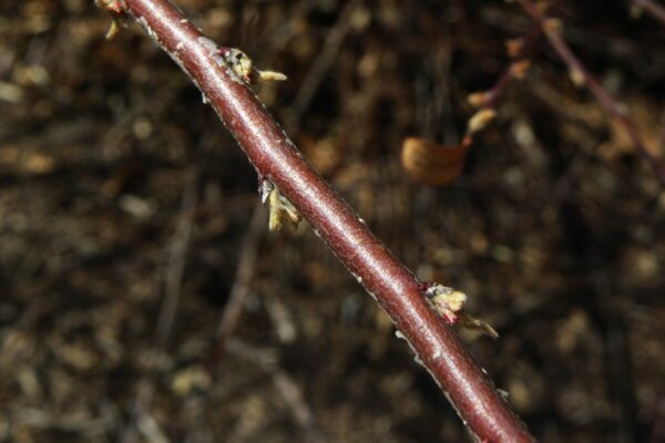 Cotoneaster divaricatus - Buds
