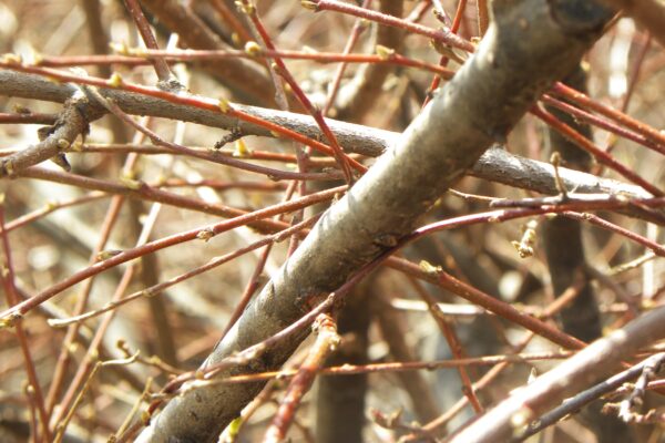 Cotoneaster divaricatus - Bark and Buds