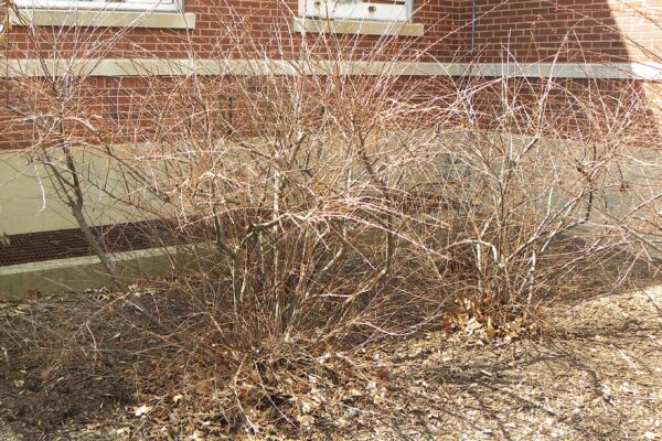 Cotoneaster divaricatus - Winter Habit