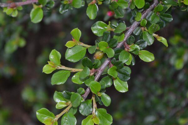 Cotoneaster horizontalis - Leaf