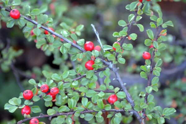 Cotoneaster horizontalis - Leaf and Fruit