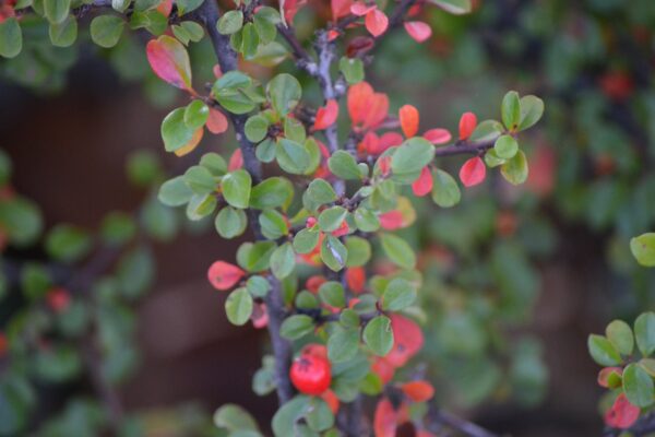 Cotoneaster horizontalis - Fall Color