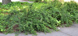 Cotoneaster horizontalis - Habit