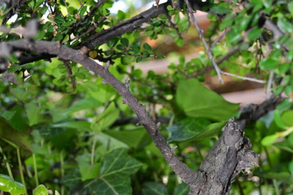 Cotoneaster horizontalis - Bark