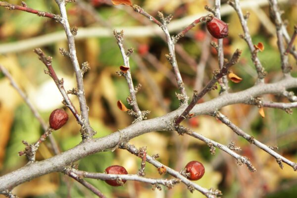 Cotoneaster horizontalis - Buds and Fruit