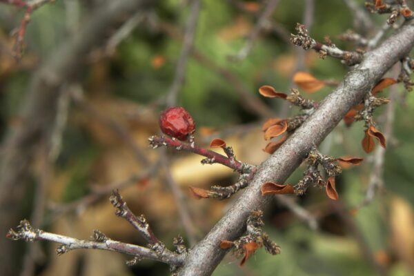 Cotoneaster horizontalis - Buds