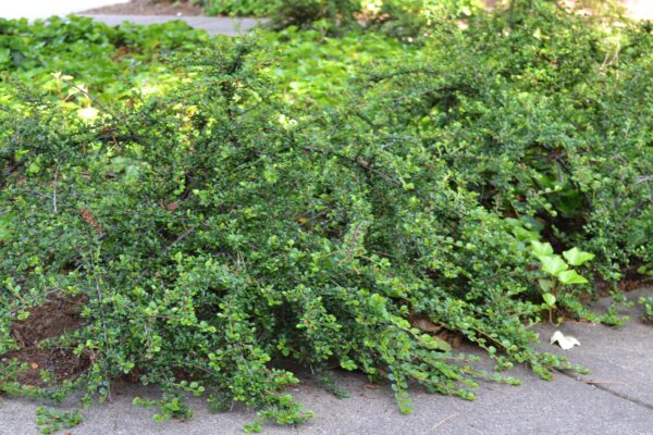 Cotoneaster horizontalis - Habit