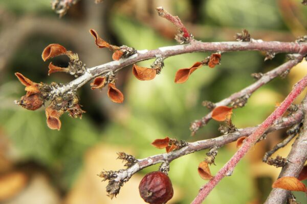 Cotoneaster horizontalis - Buds and Old Fruit
