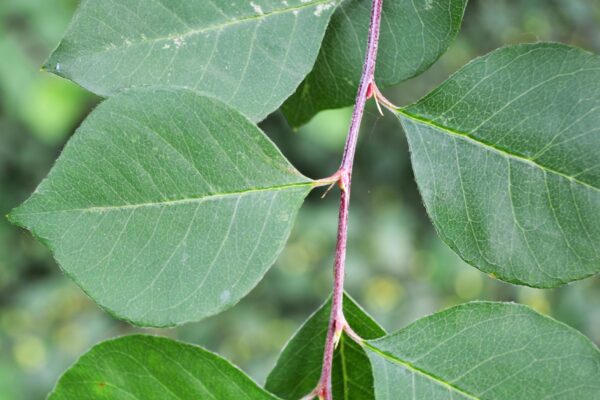 Cotoneaster multiflorus - Leaf
