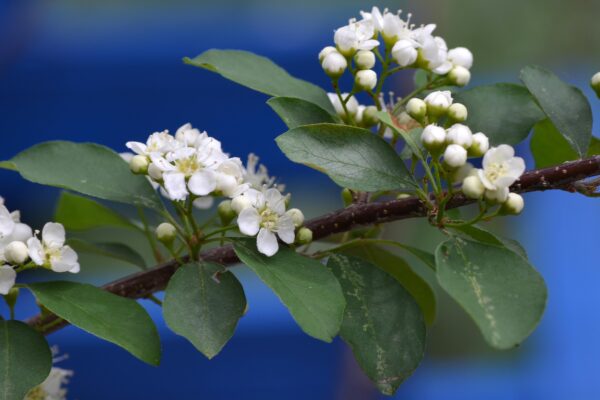 Cotoneaster multiflorus - Flower