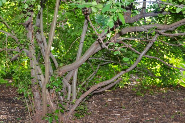 Cotoneaster multiflorus - Bark